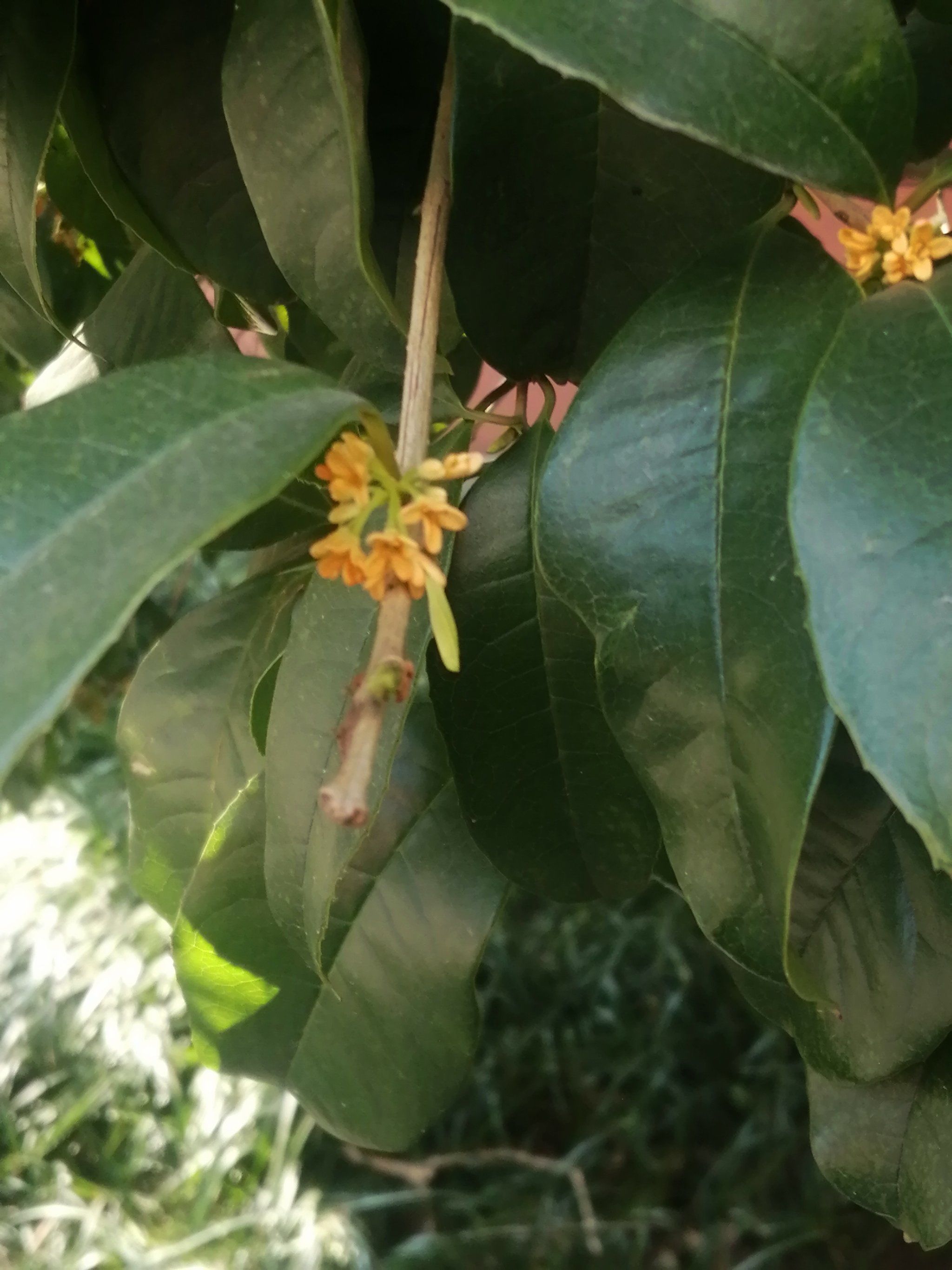 “24金桂02”将于12月31日付息