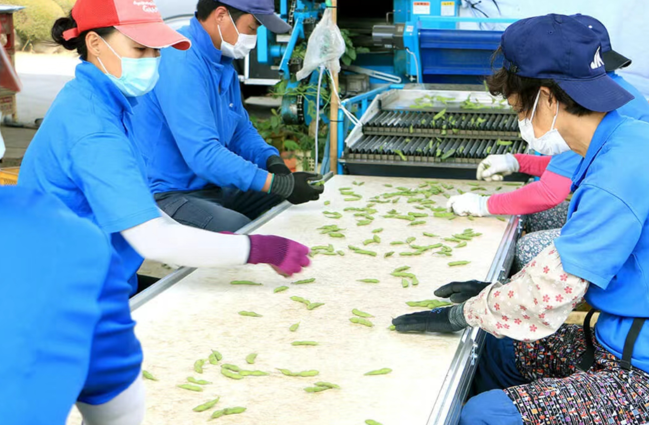 喀土穆州启动冬季农业种植工作