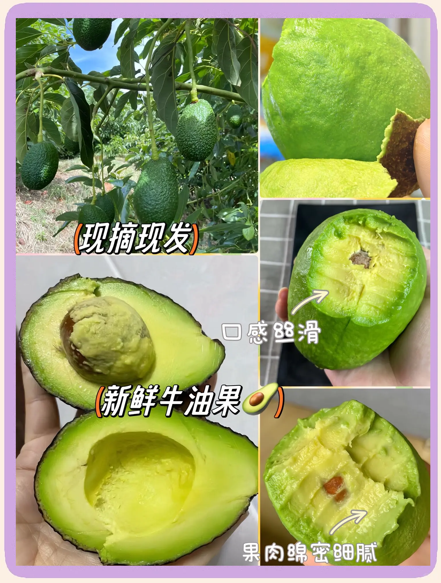 哥伦比亚哈斯牛油果瞄准中国市场