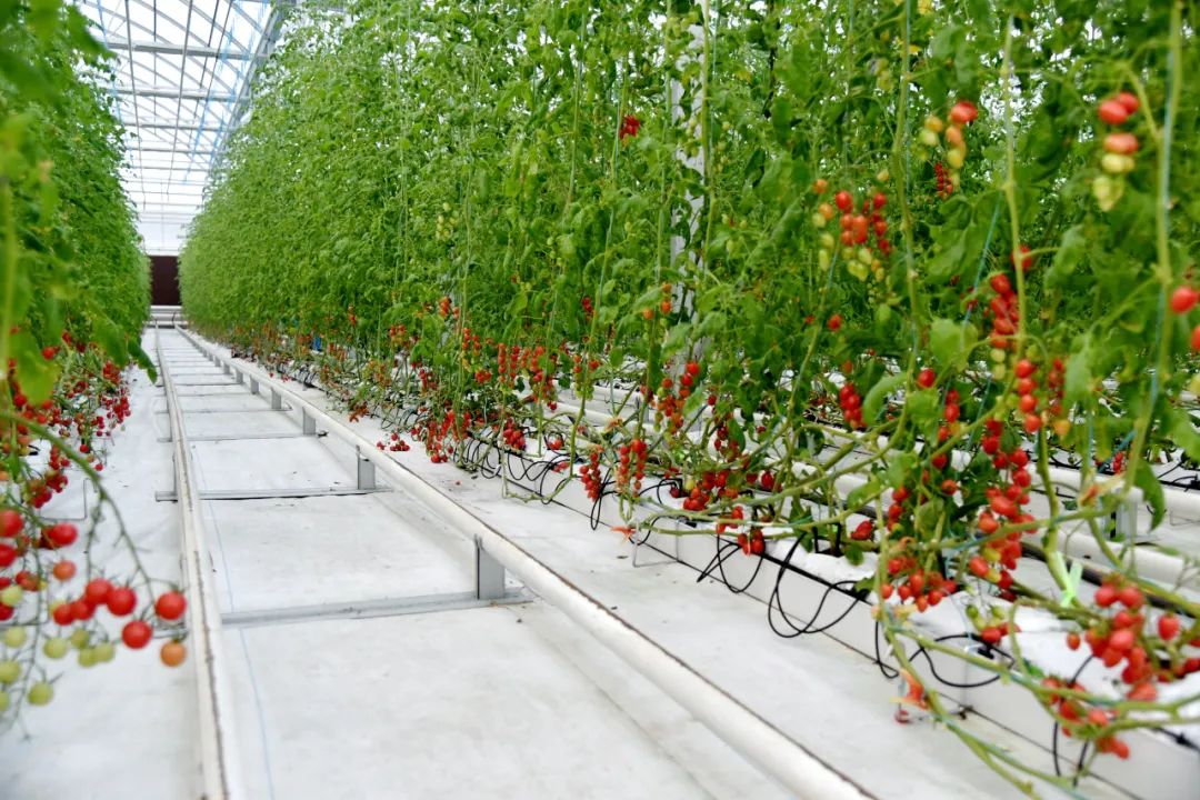 韩国推进智慧农场海外实证