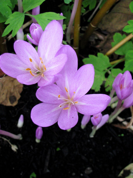 哥伦比亚10月花卉出口小幅下降