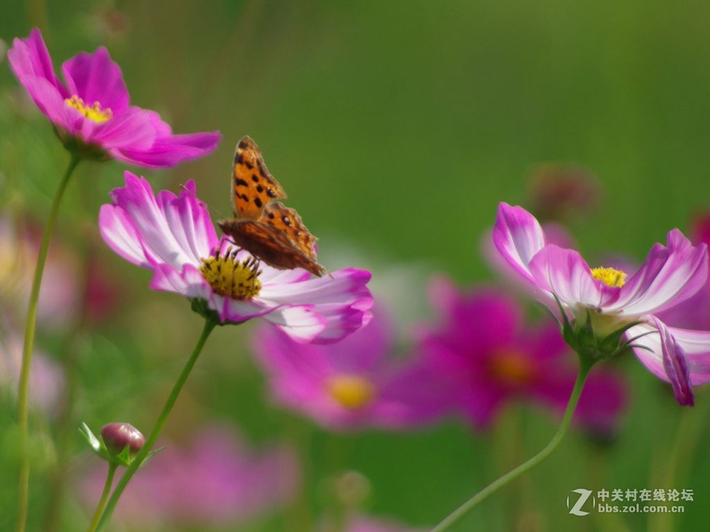 雪域高原资本川流 特色产业“格桑花”竞相怒放丨决胜“十四五” 擘画“十五五”·地方资本市场高质量发展之西藏篇