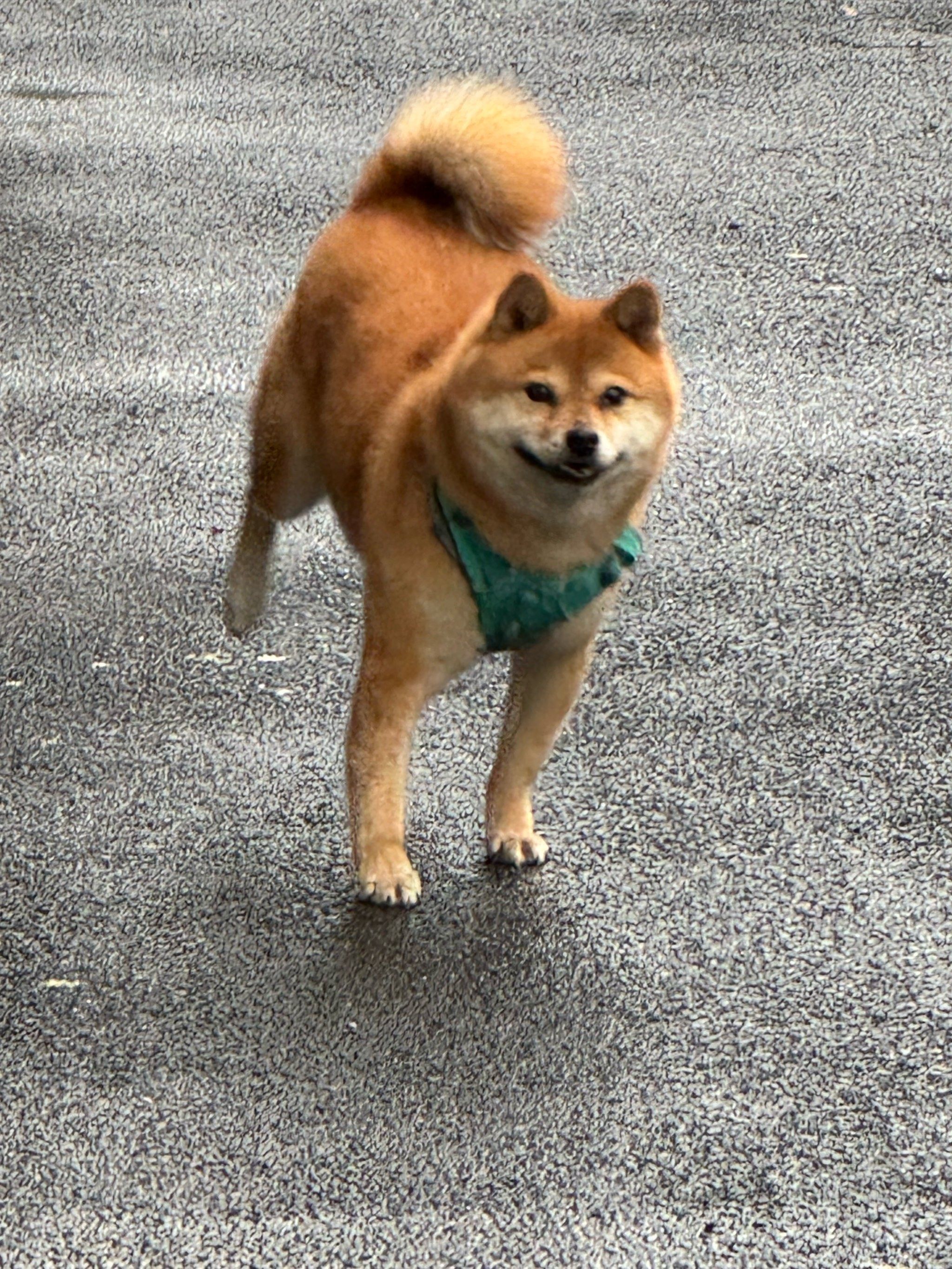 冲刺“宠物医院第一股”！瑞派宠物三年累亏超3亿，扩张急刹车、17.9亿商誉高悬