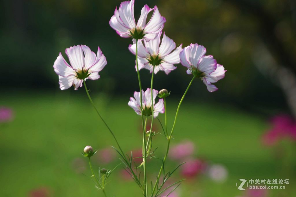 雪域高原资本川流 特色产业“格桑花”竞相怒放丨决胜“十四五” 擘画“十五五”·地方资本市场高质量发展之西藏篇