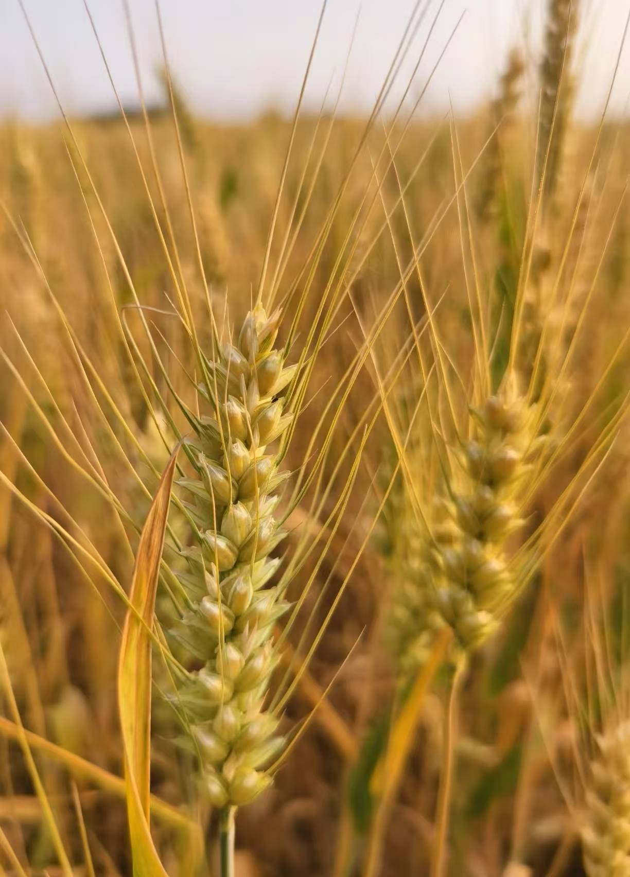 “24穗城02”将于1月9日付息