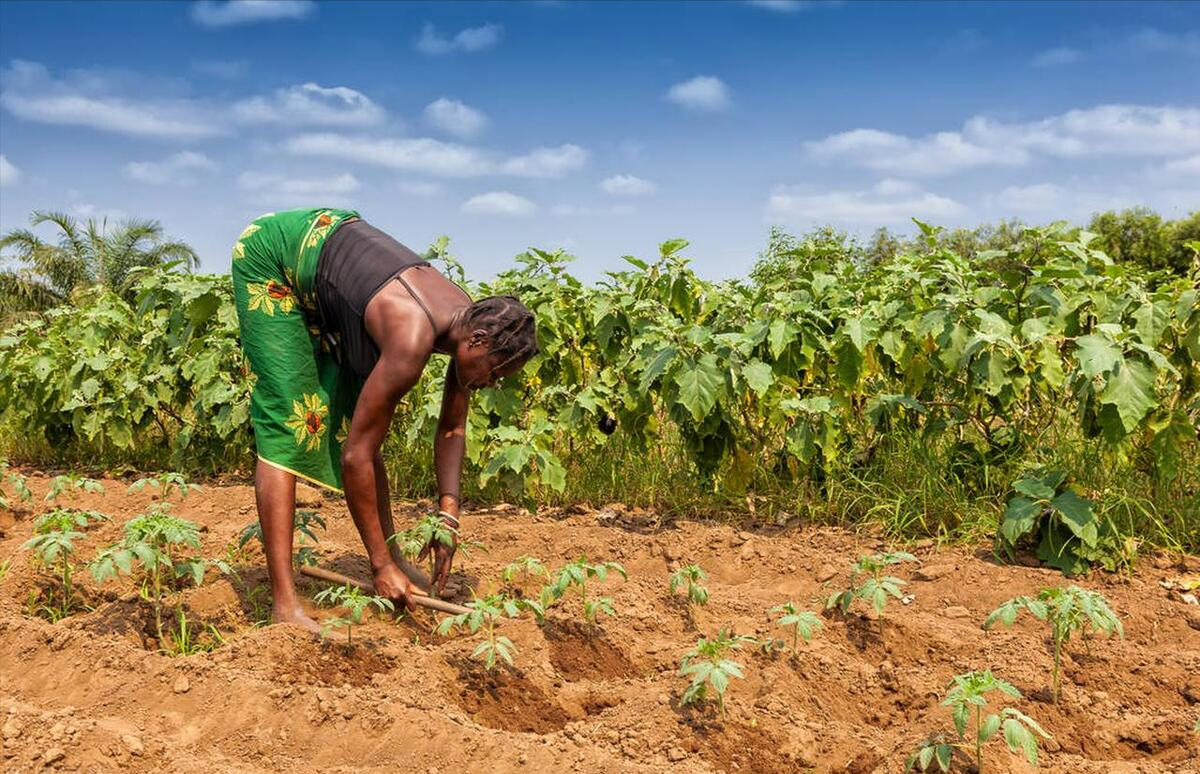 加纳成为非洲对IMF负债最高的国家之一