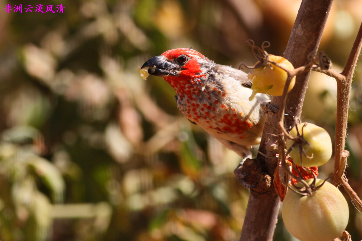 工贸部和动物渔业资源部探讨强化苏丹畜牧业价值链