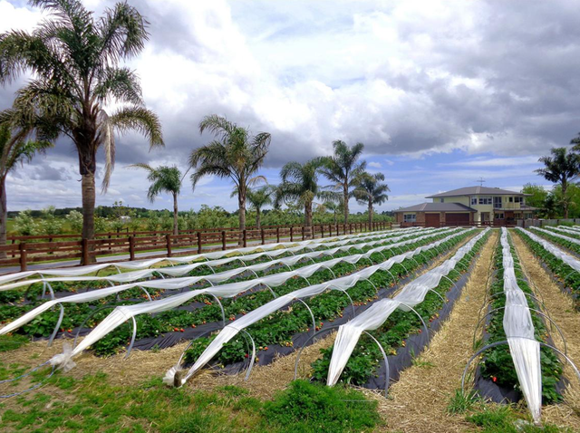 阿尔及利亚全国农业工程师联合会启动全面改革计划，推动农业部门发展