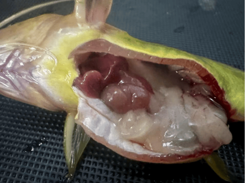 2025年马鱼类出口大幅增长