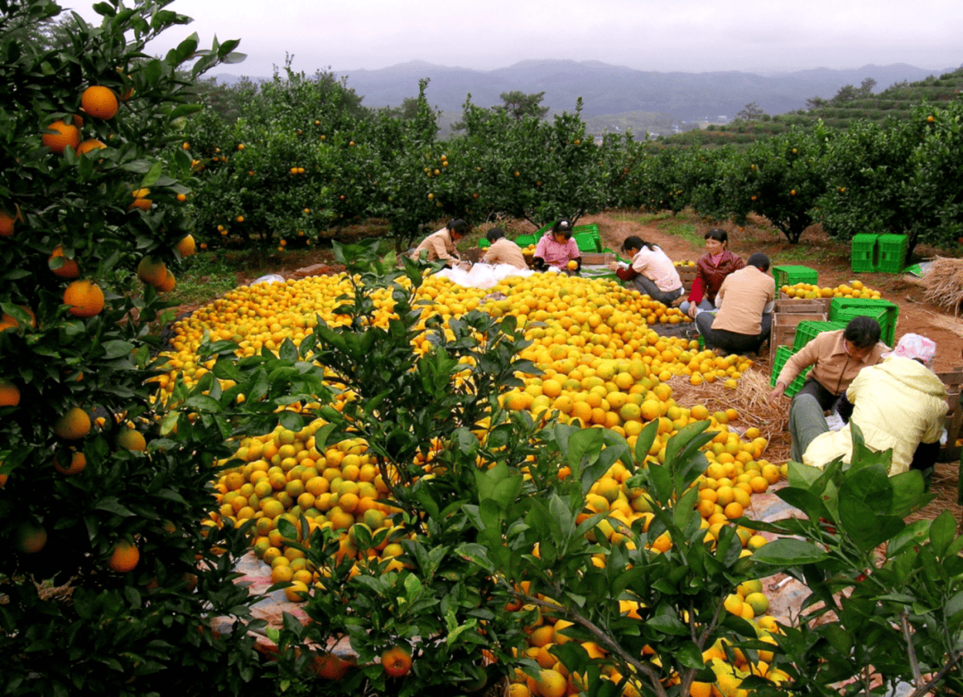 有效信披带动活跃交易 高成长产业债以点带面构建良好生态