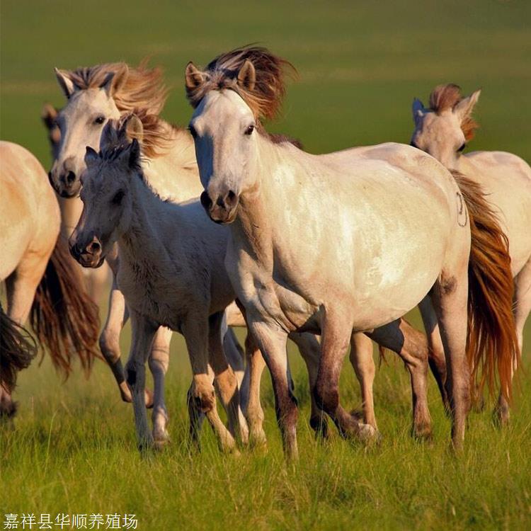 蒙古全国牲畜存栏总量达5810万头