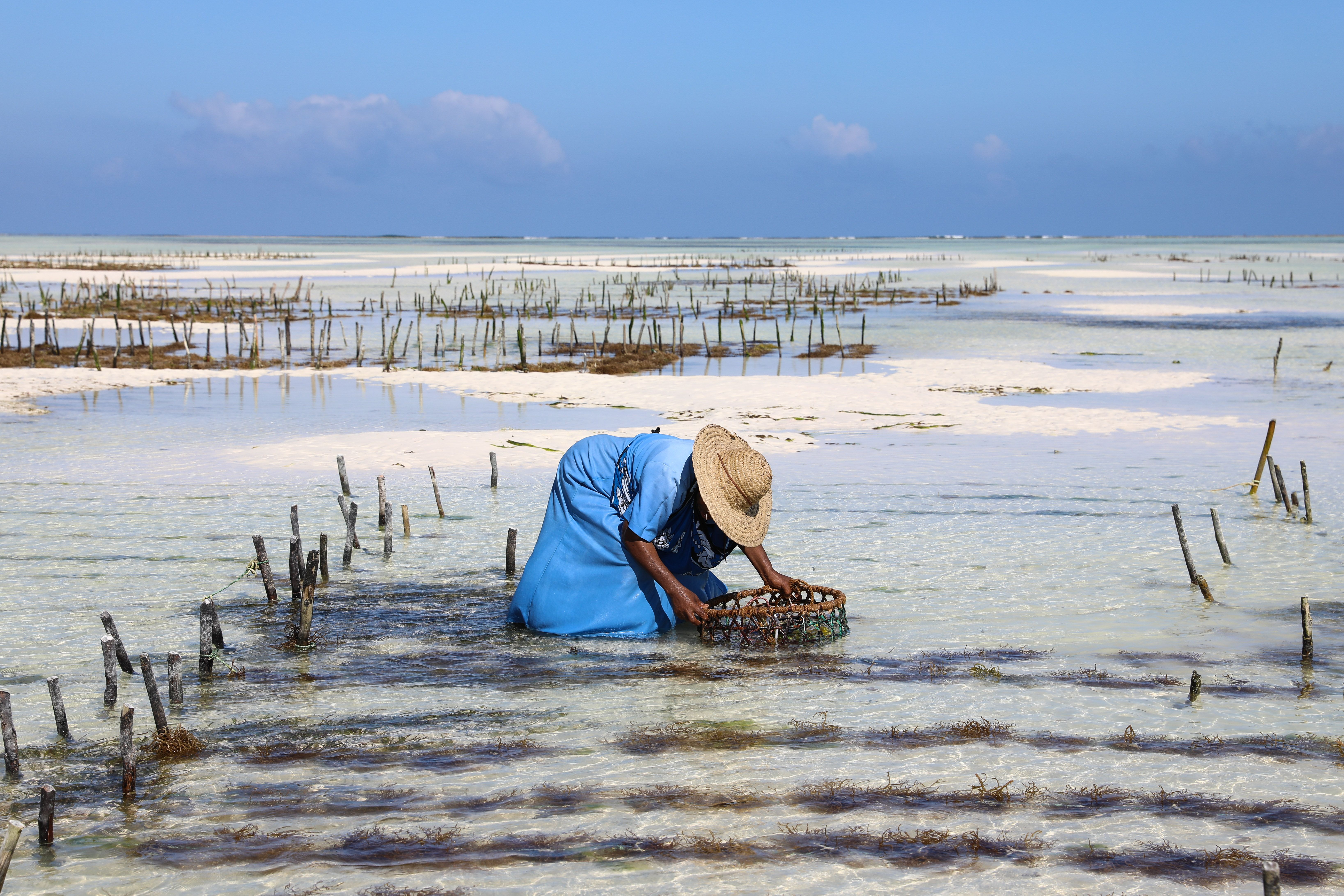 中国方案助力坦桑尼亚桑给巴尔阻断血吸虫病传播