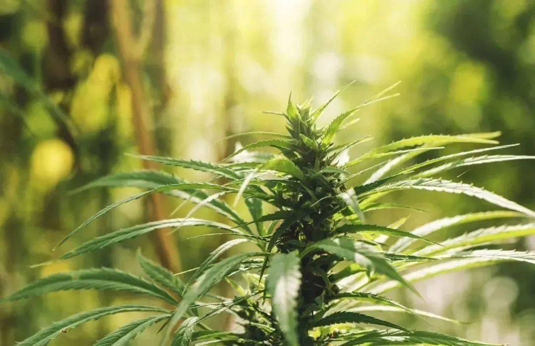 各政党承诺禁止大麻的销售 --在泰国，只有医疗用途才是合法的