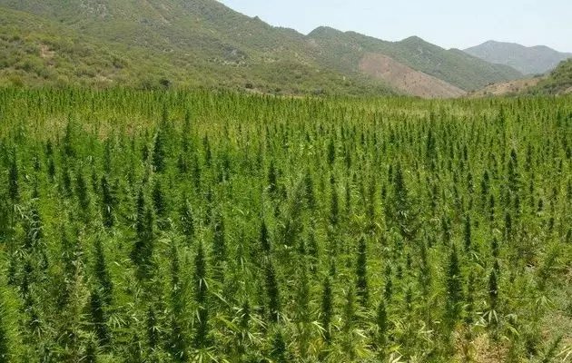 2025年摩洛哥医用大麻产业收入达2.6亿美元